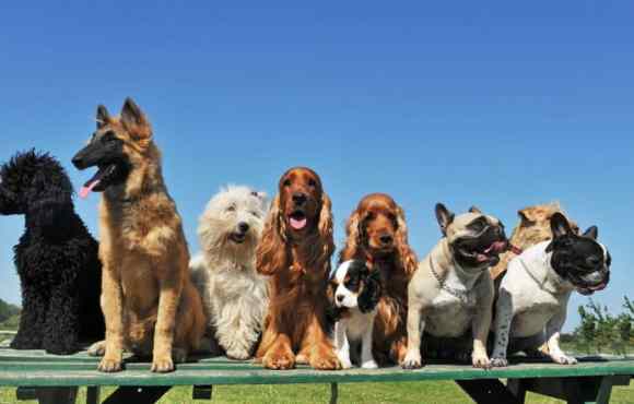 Cães Terapeuticos: Bem-Estar Emocional Revelado!